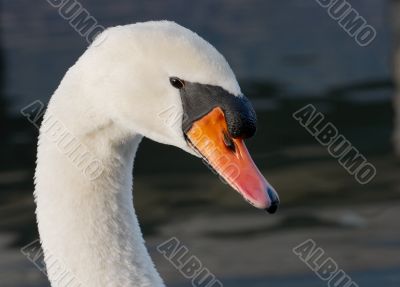 Swan