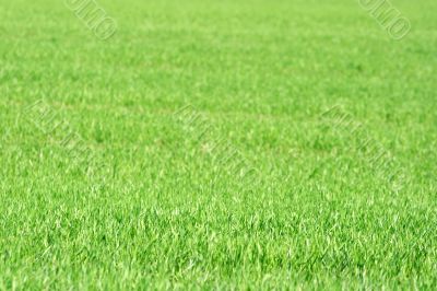 Grass