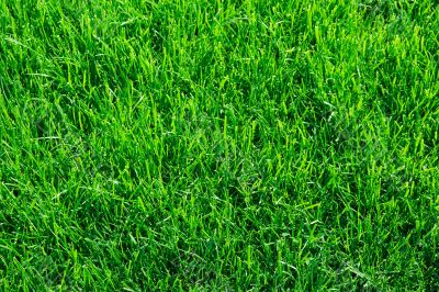 Grass