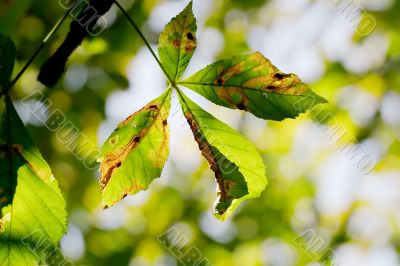 Leaves