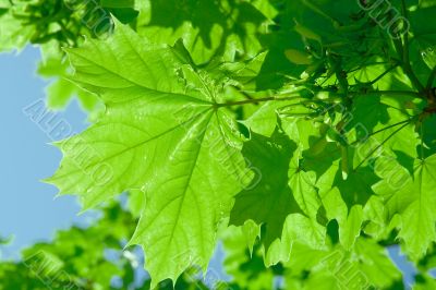Leaves