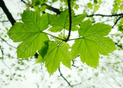 Leaves