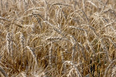 Wheat