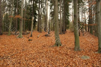 Autumn
