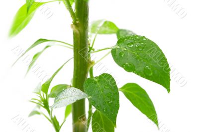 Plant