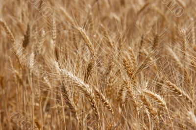 Wheat