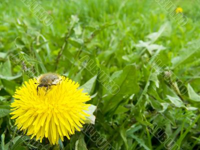 spring beetle