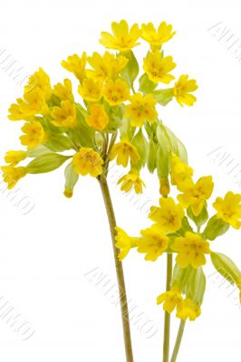 Primrose