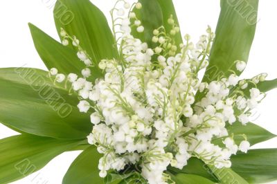 Mayflowers