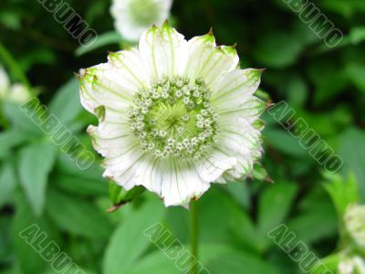 Astrantia