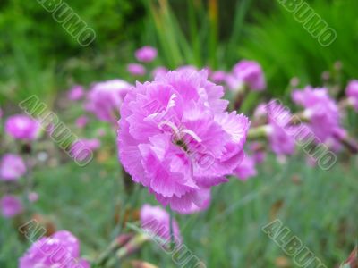 dianthus