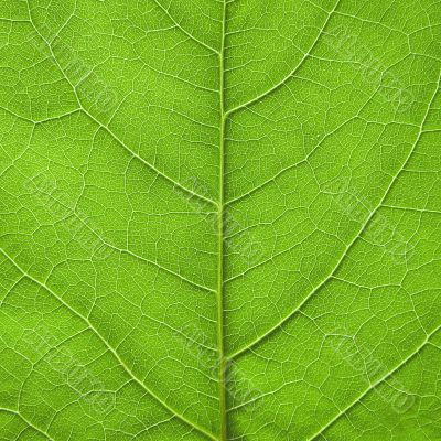 Leaf background