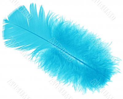 Blue feather