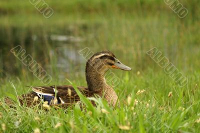 adult duck is sitting on the lakeside