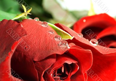 red rose with droplets. Shallow DOF