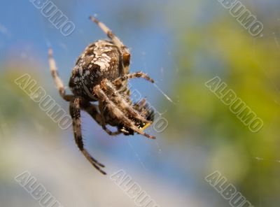 Spider