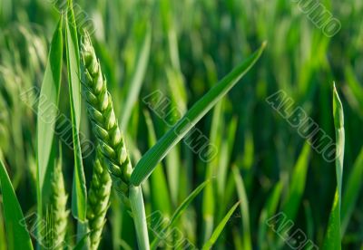 Wheat