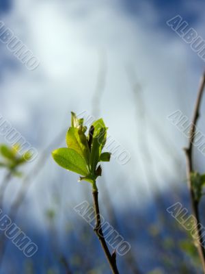 Plant