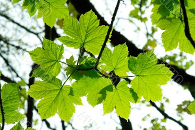 Leaves