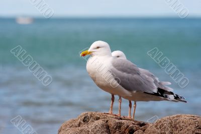 Seagulls