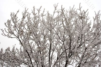 Frost