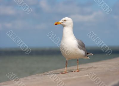 Seagull