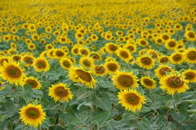 Sunflowers