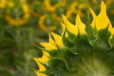 Sunflowers
