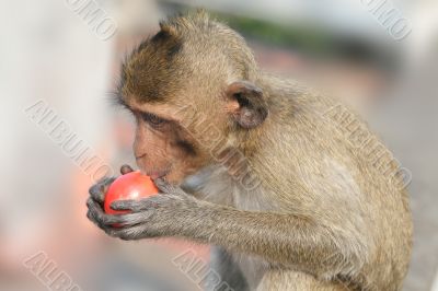 Monkey eating tomato