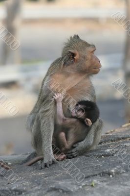 Monkey with her baby
