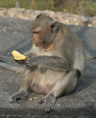 Fat monkey eating banana