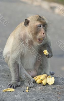 Monkey eating banana