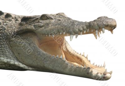 Crocodilie with open mouth, isolated on white
