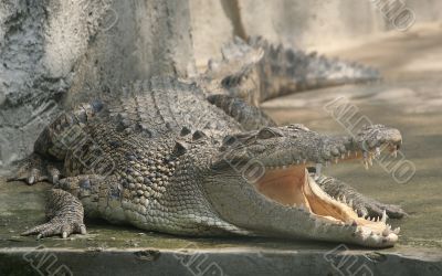 Crocodilie with open mouth