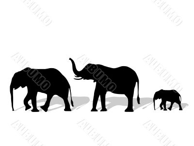 Group of elephant