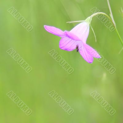 pink flower