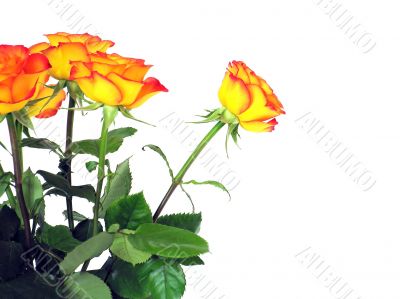roses