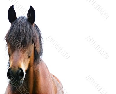 brown horse