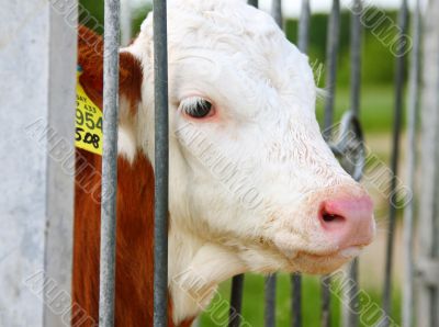 calf