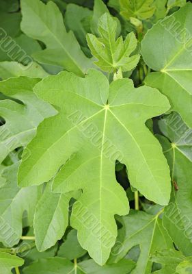 fig leaf