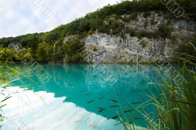 A lake in the forest