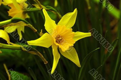 Yellow star.