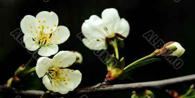 Branch of cherries.