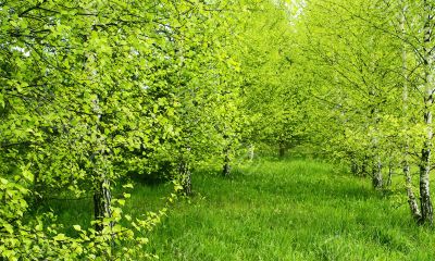 Birch country.