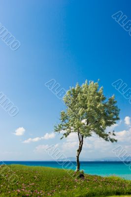 Olive tree at the Greek seaside