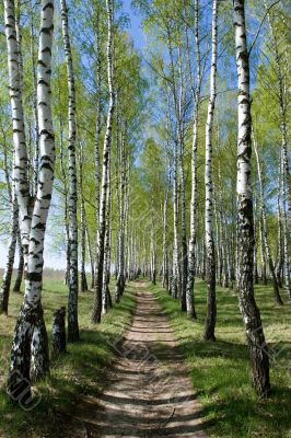 Birch-tree alley