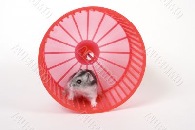 mouse in a red wheel