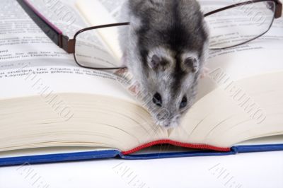 Mouse reads
