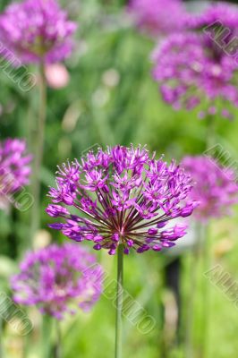 allium flower