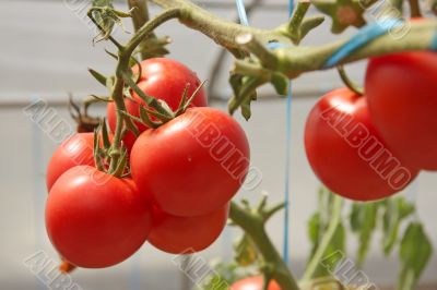 Greenhouse tomatoes